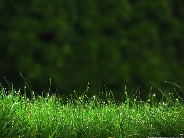 nature_grass_300x225_119472_-_love_green.jpg