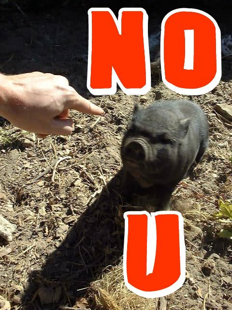 Forum Image: http://i1006.photobucket.com/albums/af181/ShiaReisen/Images/nou_blackpig.jpg