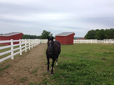 horse