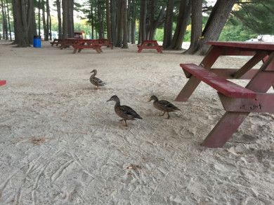 Ducks