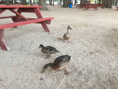 friendly ducks