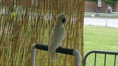 bird