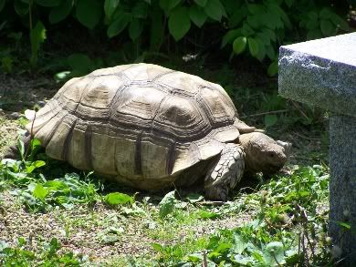 A Surprising Visitor