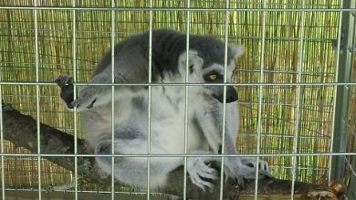 Lemur