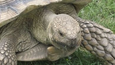 turtle