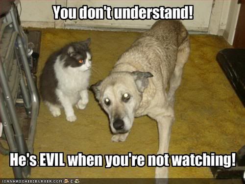 funny-pictures-dog-says-that-cat-is-evil-when-you-are-not-watching.jpg