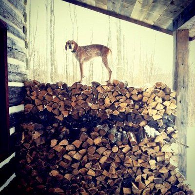 photo dog_zpsdf204a26.jpg