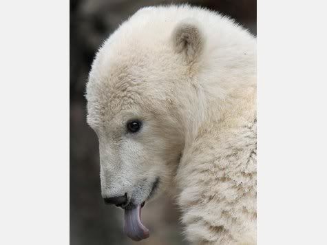 knut2.jpg