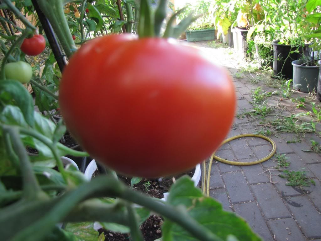  photo 008_zps50ae7859.jpg