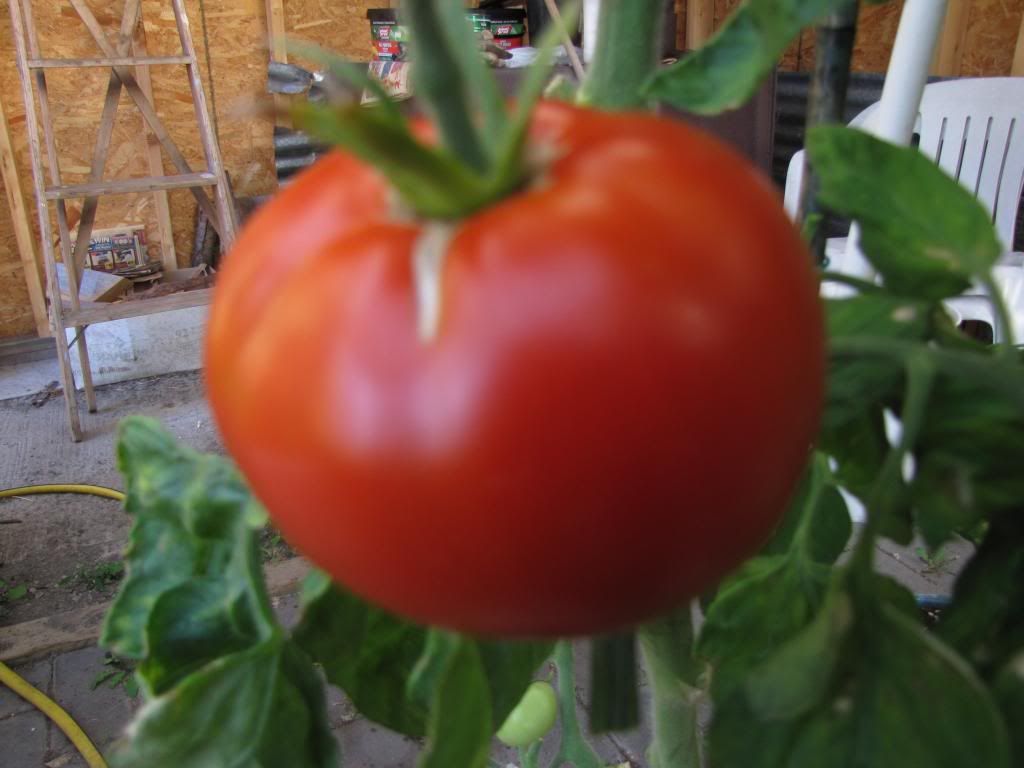  photo 009_zpsaeeac5b5.jpg