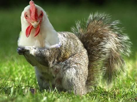 Squirrel And Chicken