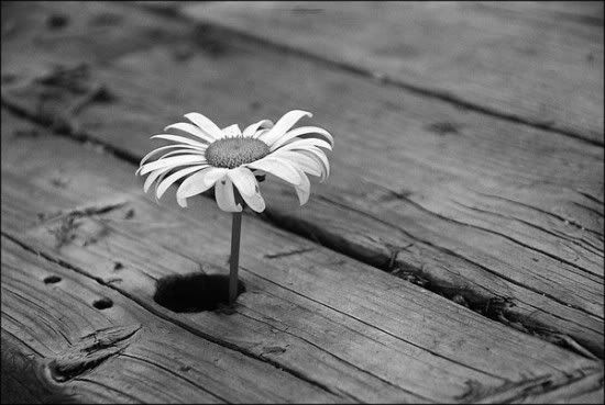 black and white photography flowers. alex42_08-lack-and-white-