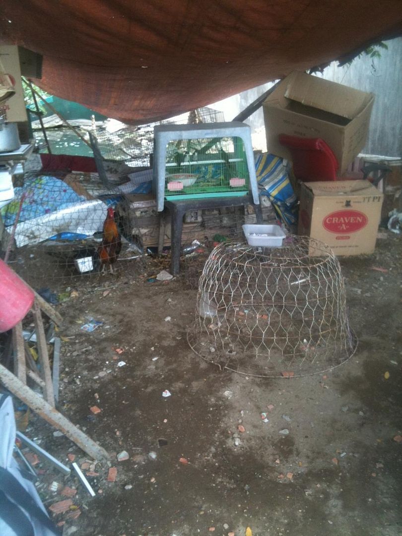 nhận nuôi gà đá(gà tre+ gà nòi) tại tphcm - 1