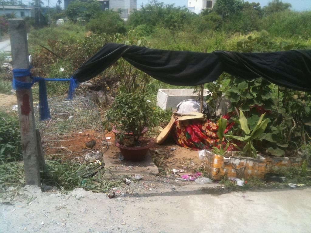 nhận nuôi gà đá(gà tre+ gà nòi) tại tphcm