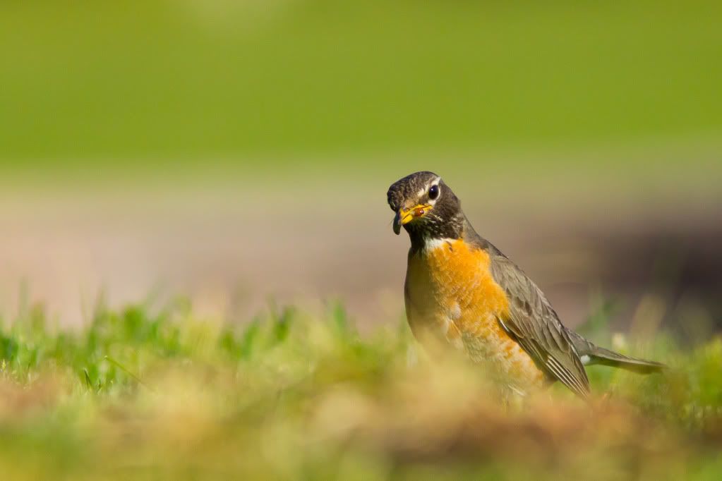 IMAGE: http://i1006.photobucket.com/albums/af186/Sacadelic/Wildlife/IMG_0459.jpg