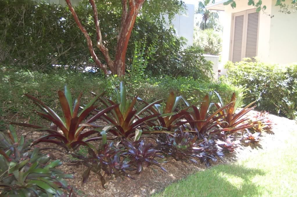 Bromeliadsintheshade.jpg