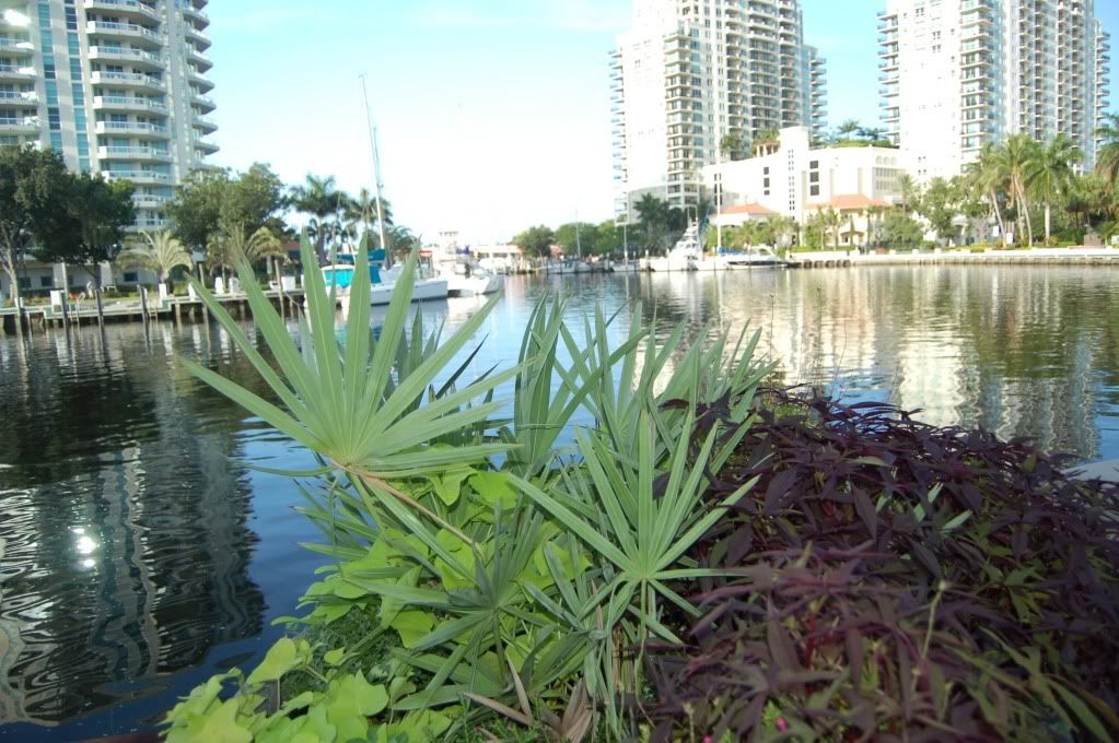 Canalshotpalmforeground.jpg