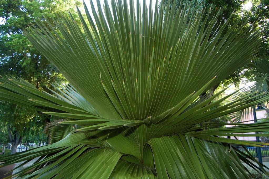 Coperniciamacroglossaleafcloseup.jpg