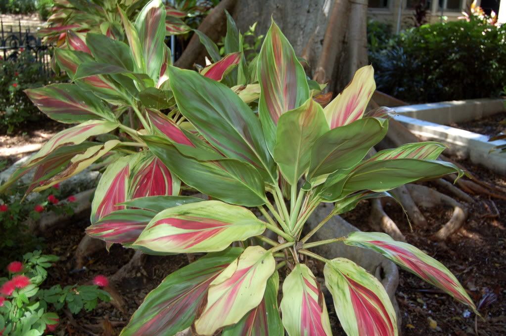 Cordyline.jpg