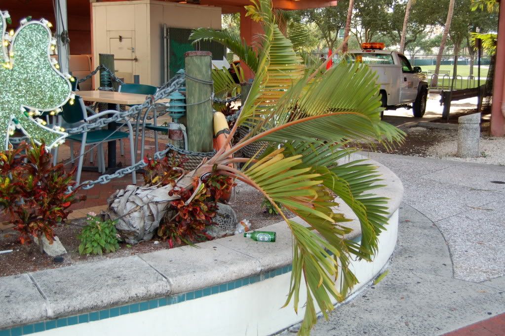 Drunkbottlepalm.jpg