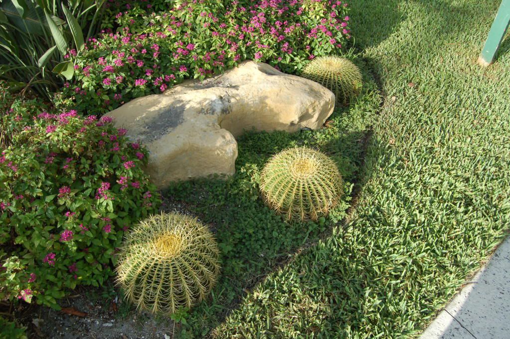 Echinocactus.jpg