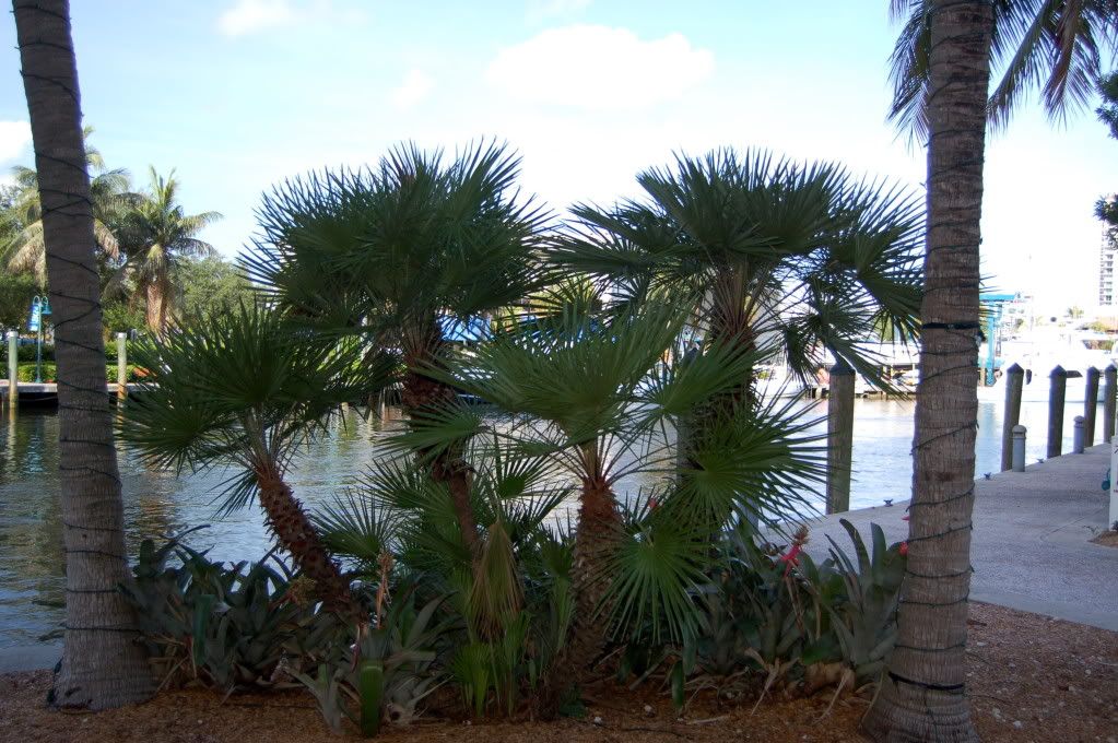 Europeanfanpalm.jpg