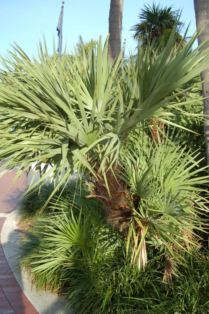 Flnativepalm2.jpg
