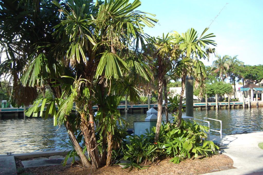 Licualaspinosarecoveringfromcolddamage.jpg
