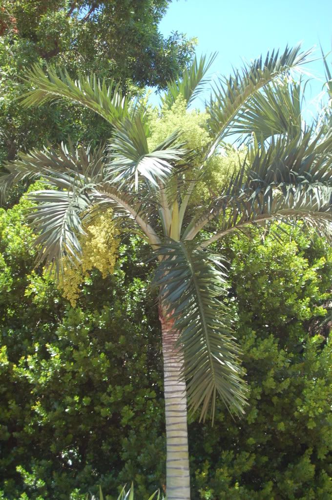 Pseudophoenixsargentii.jpg