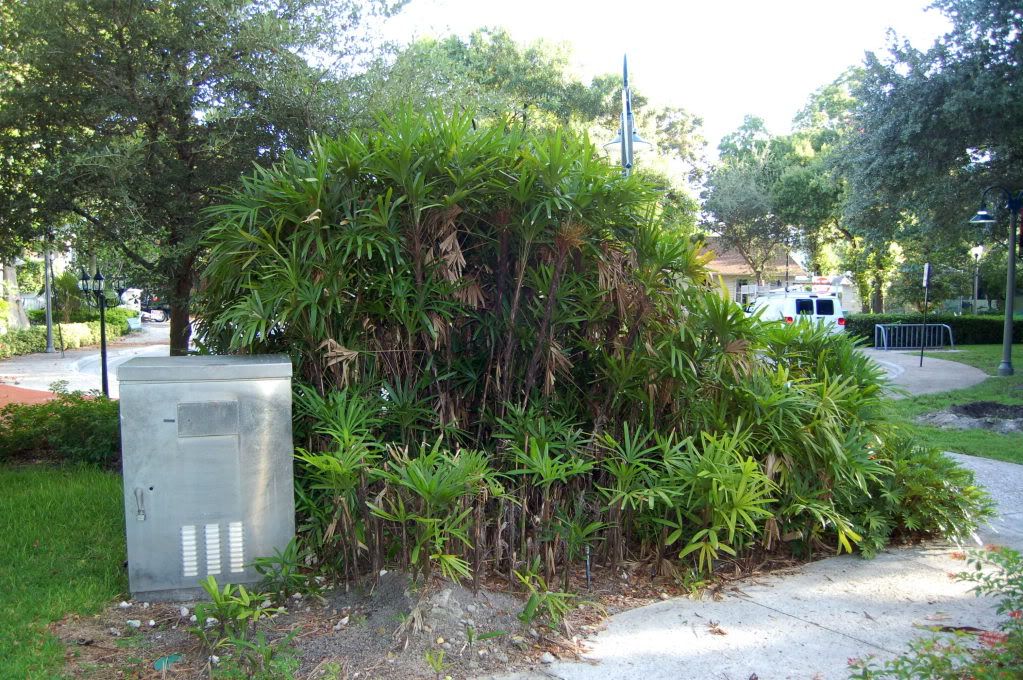 Rhapisexcelsahedge.jpg