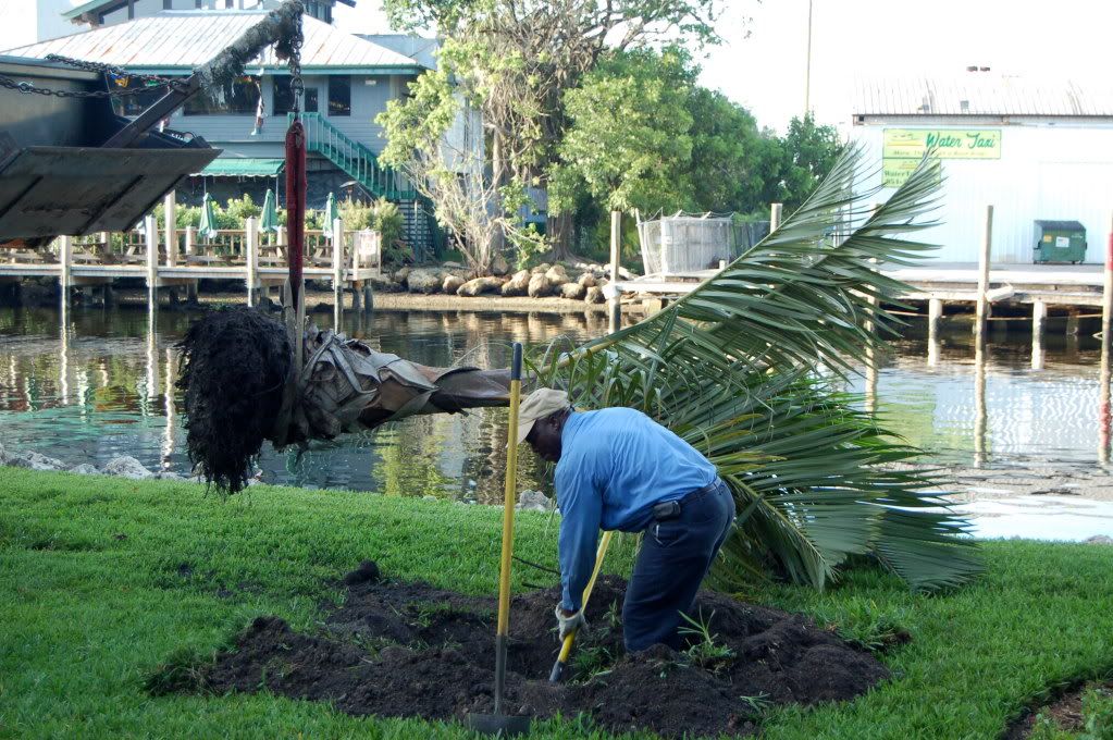 Riverwalkpalmplanting.jpg