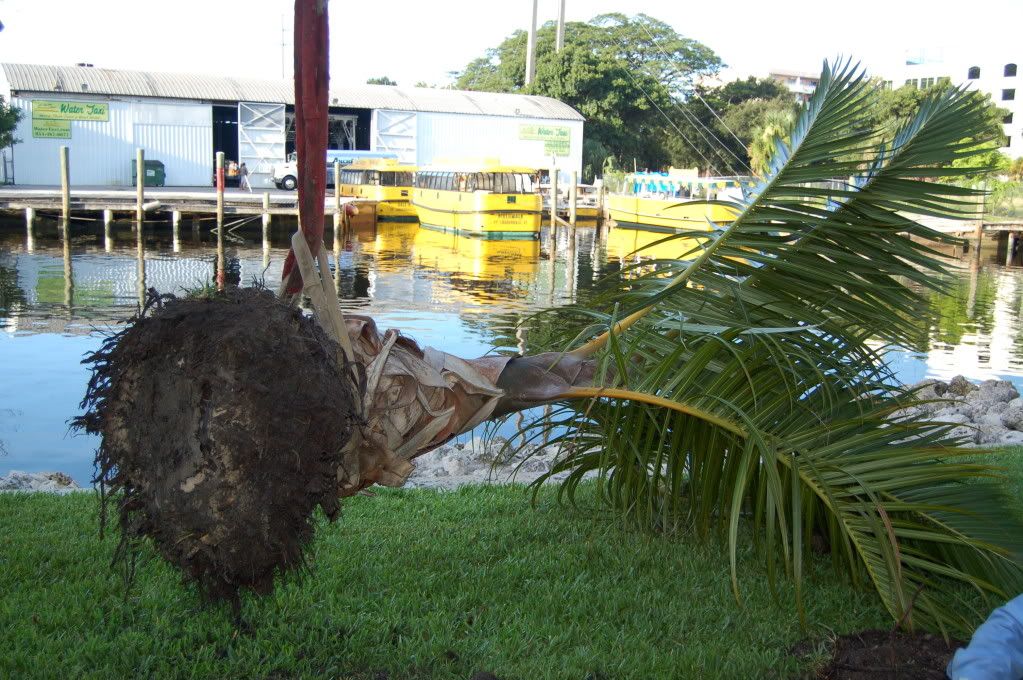 Riverwalkpalmplanting2.jpg