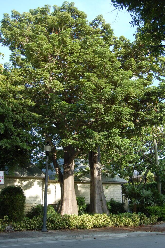 Streettrees.jpg