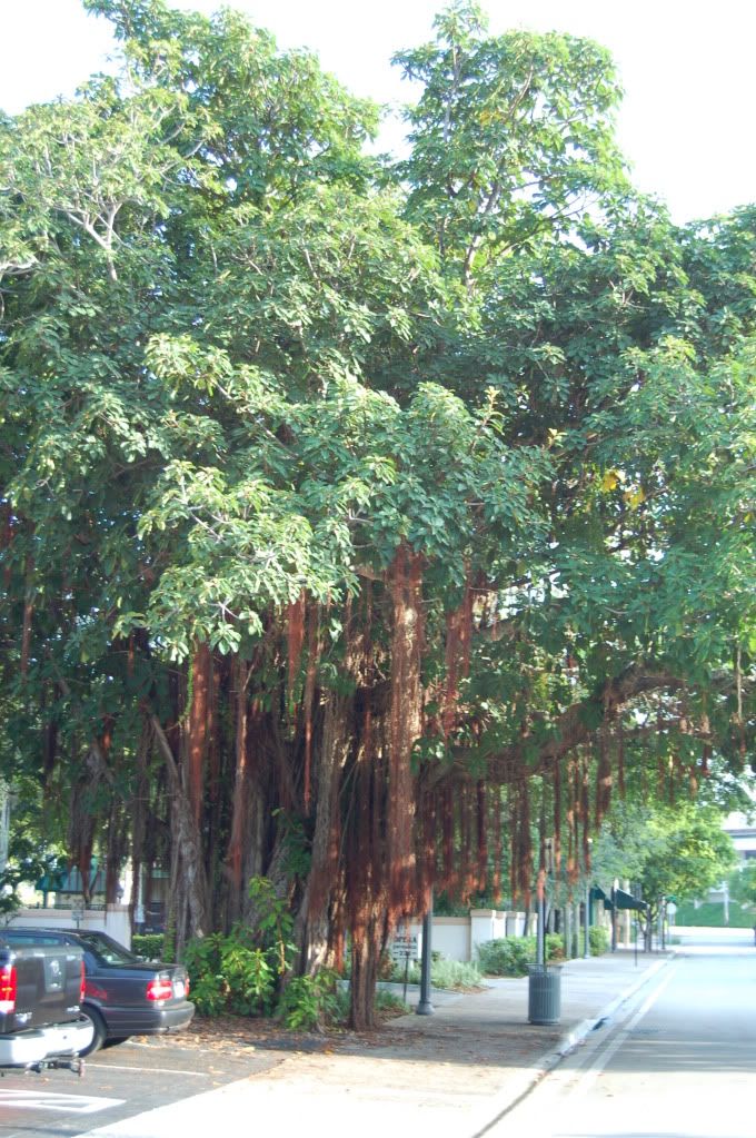 Streettrees2.jpg
