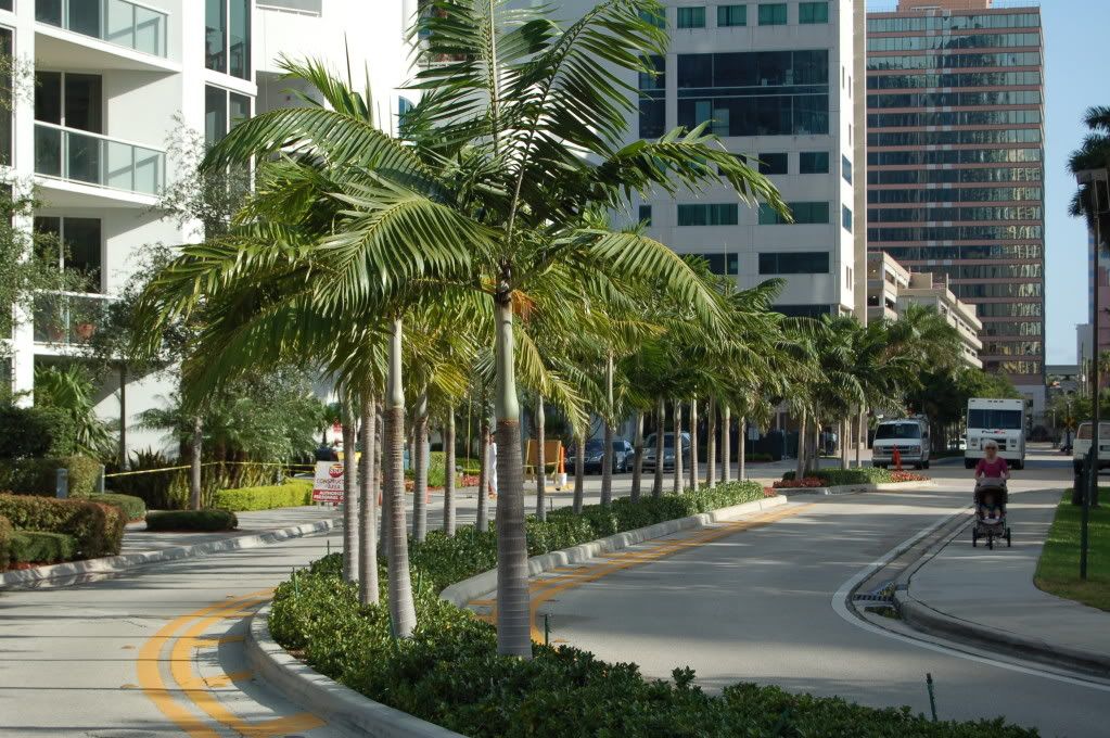 Veitchiastreetplantings.jpg