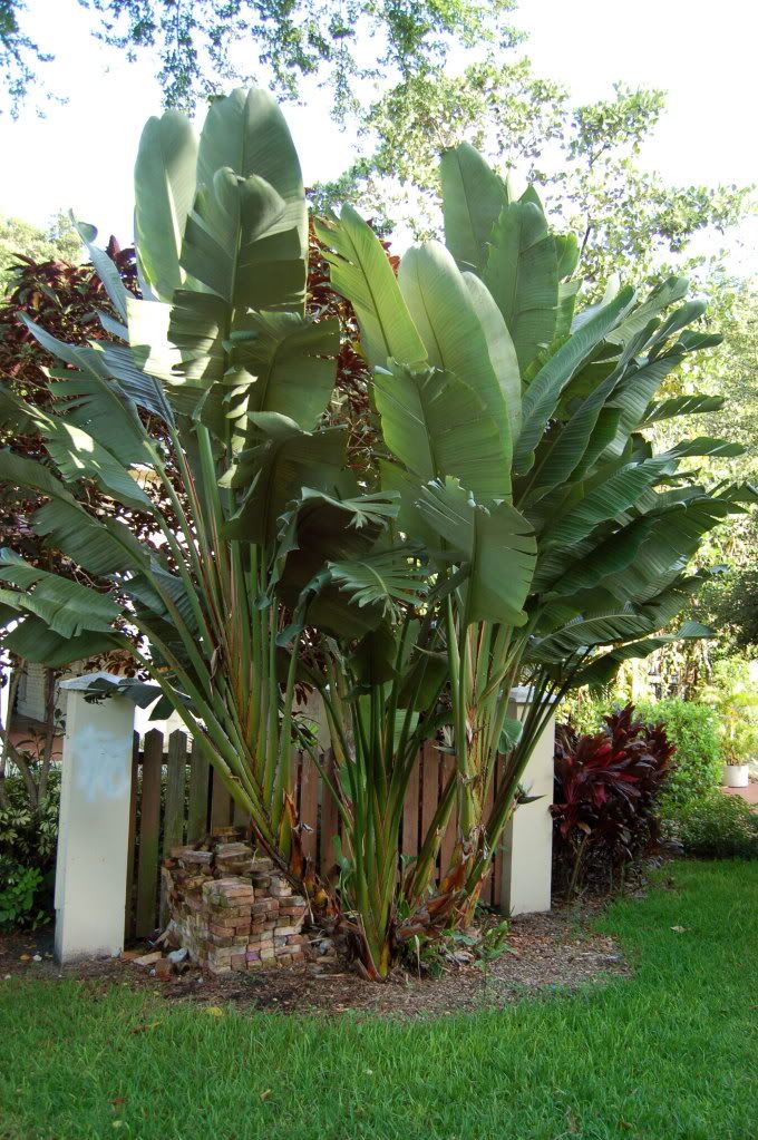 Whitebirdofparadise.jpg