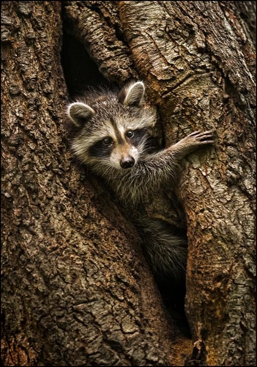  photo raccoon-in-tree-14294-crop.jpg