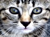 th_black-and-white-cat.jpg