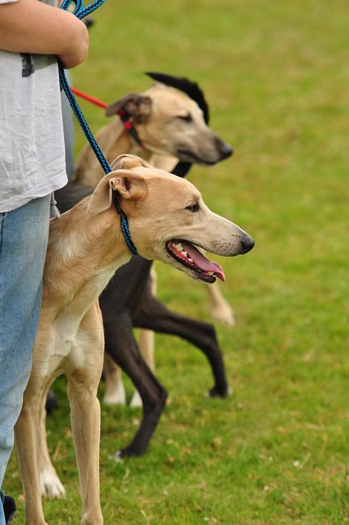 SummerDogShow2011086a.jpg