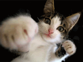 Kick-ButtKitty.gif