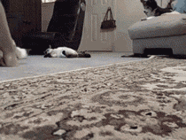 tumblr_ldg5sj9mJd1qbttjto1_250.gif